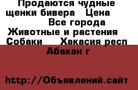 Продаются чудные щенки бивера › Цена ­ 25 000 - Все города Животные и растения » Собаки   . Хакасия респ.,Абакан г.
